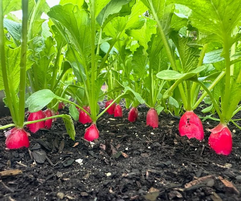 Radishes