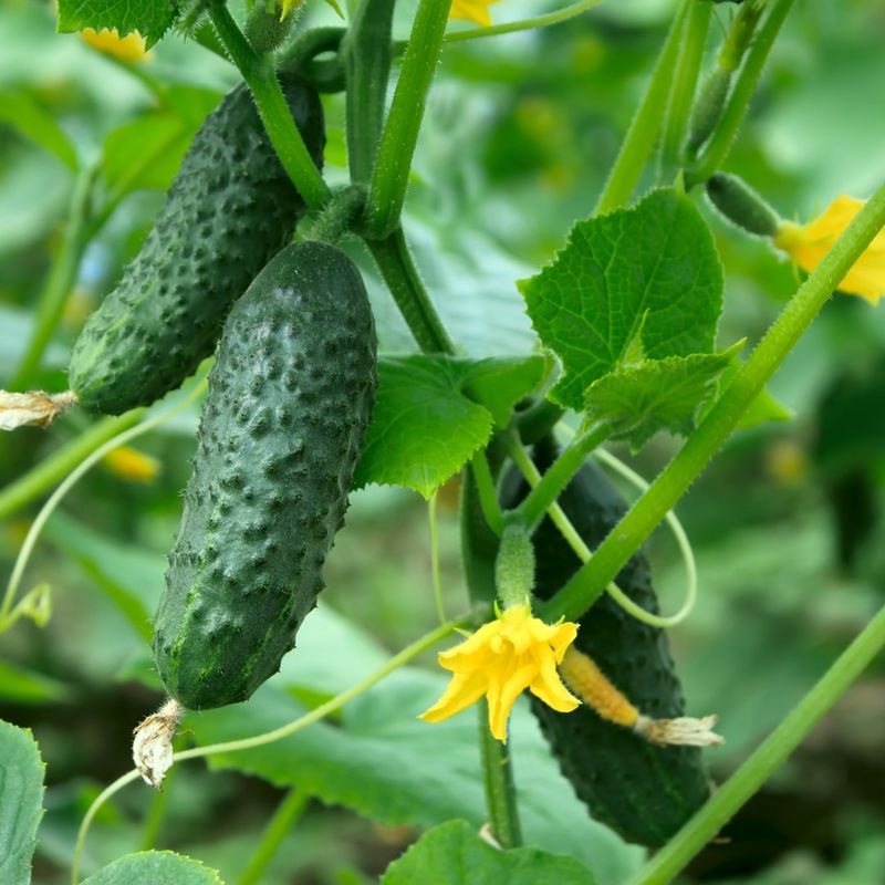 Cucumbers & Potatoes