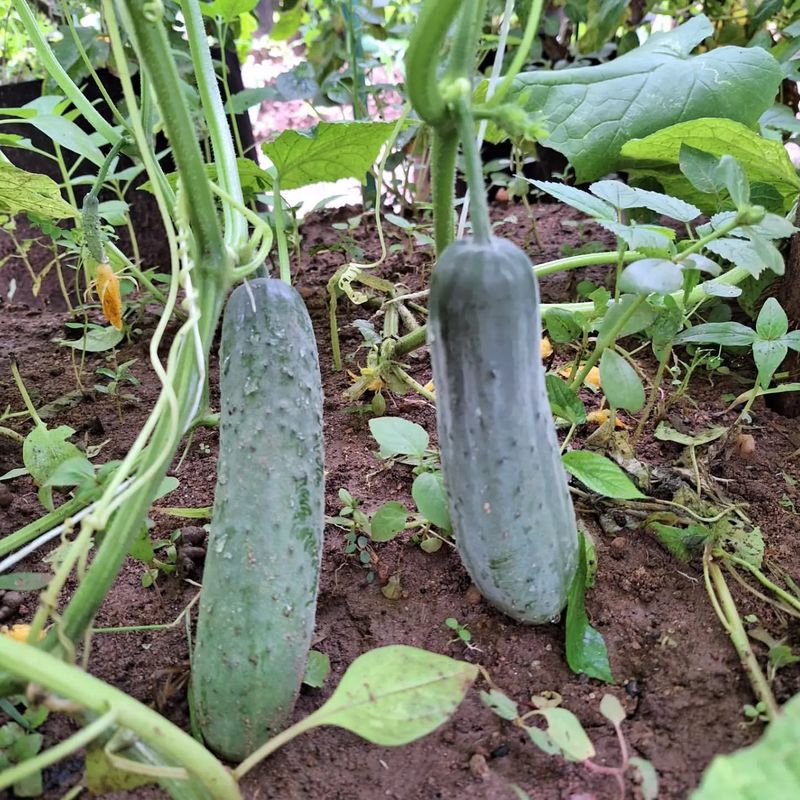 Cucumbers and Aromatic Herbs