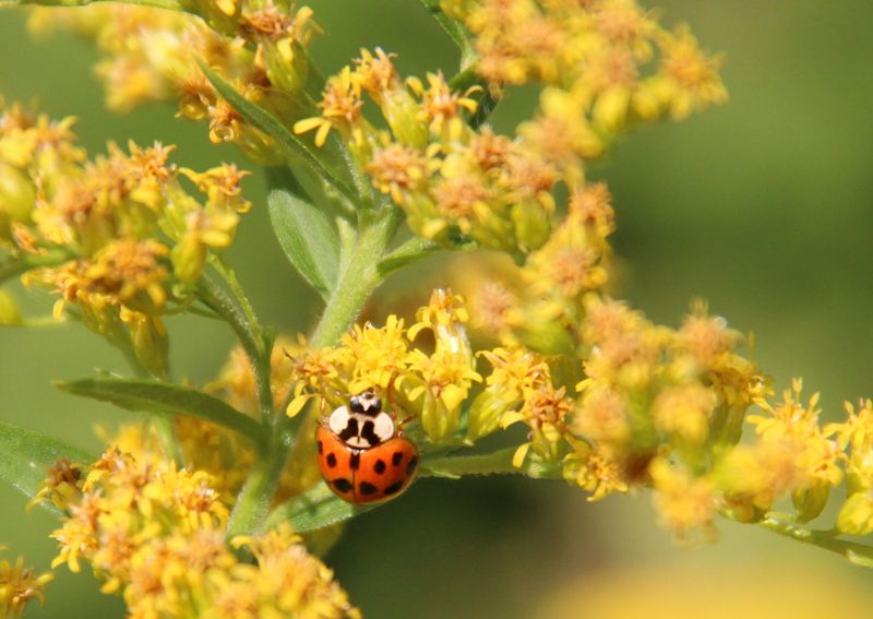 Cultivate Goldenrod