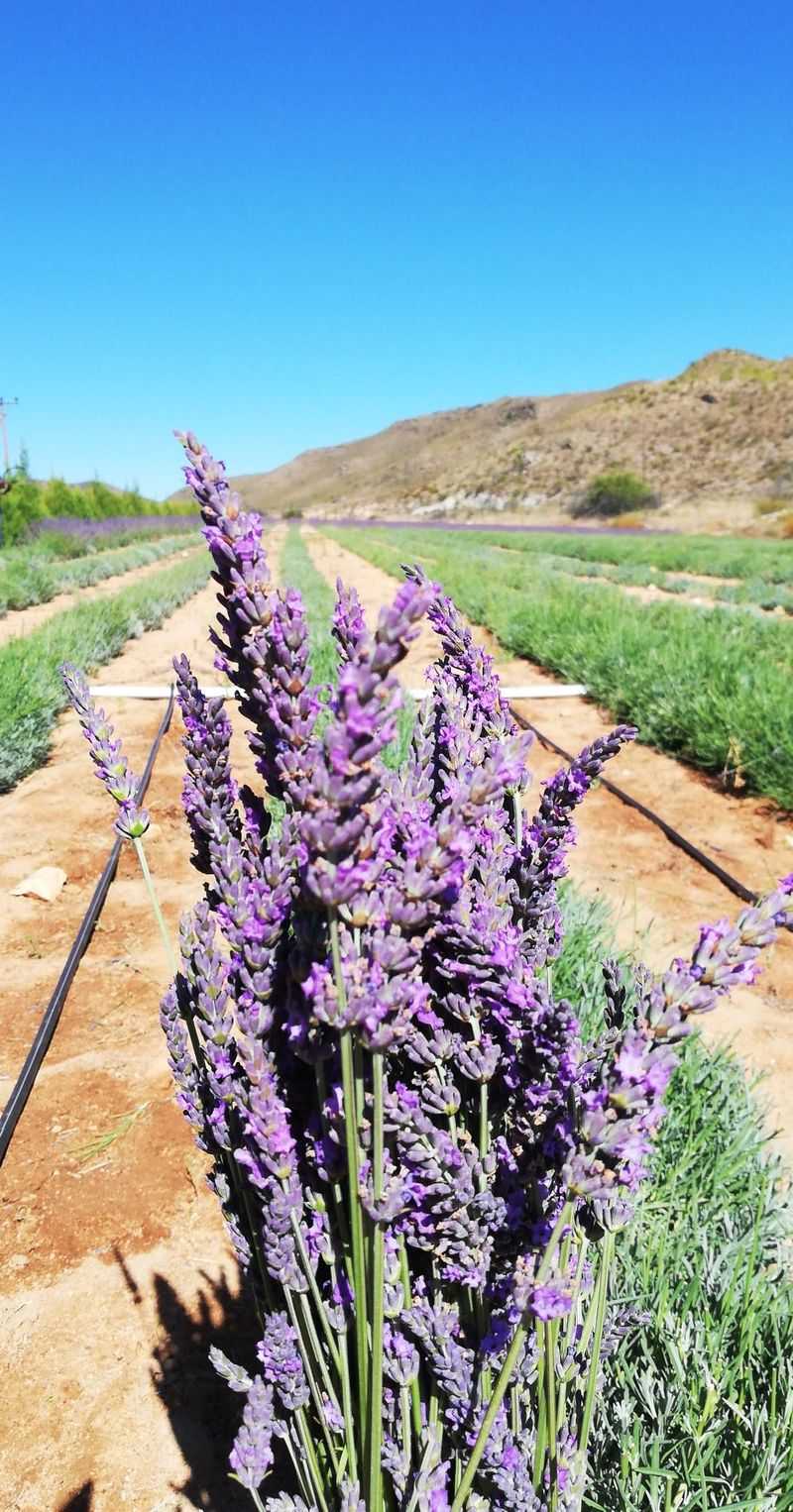 Cultivate Lavender