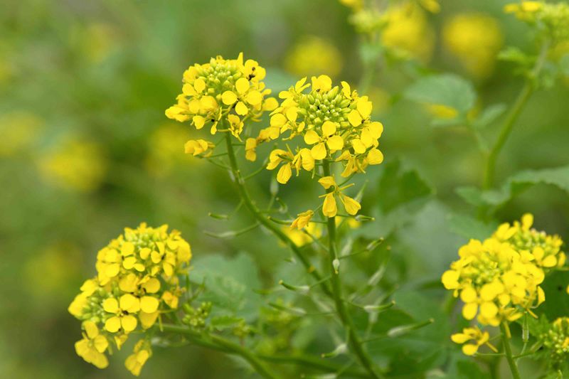 Cultivate Mustard