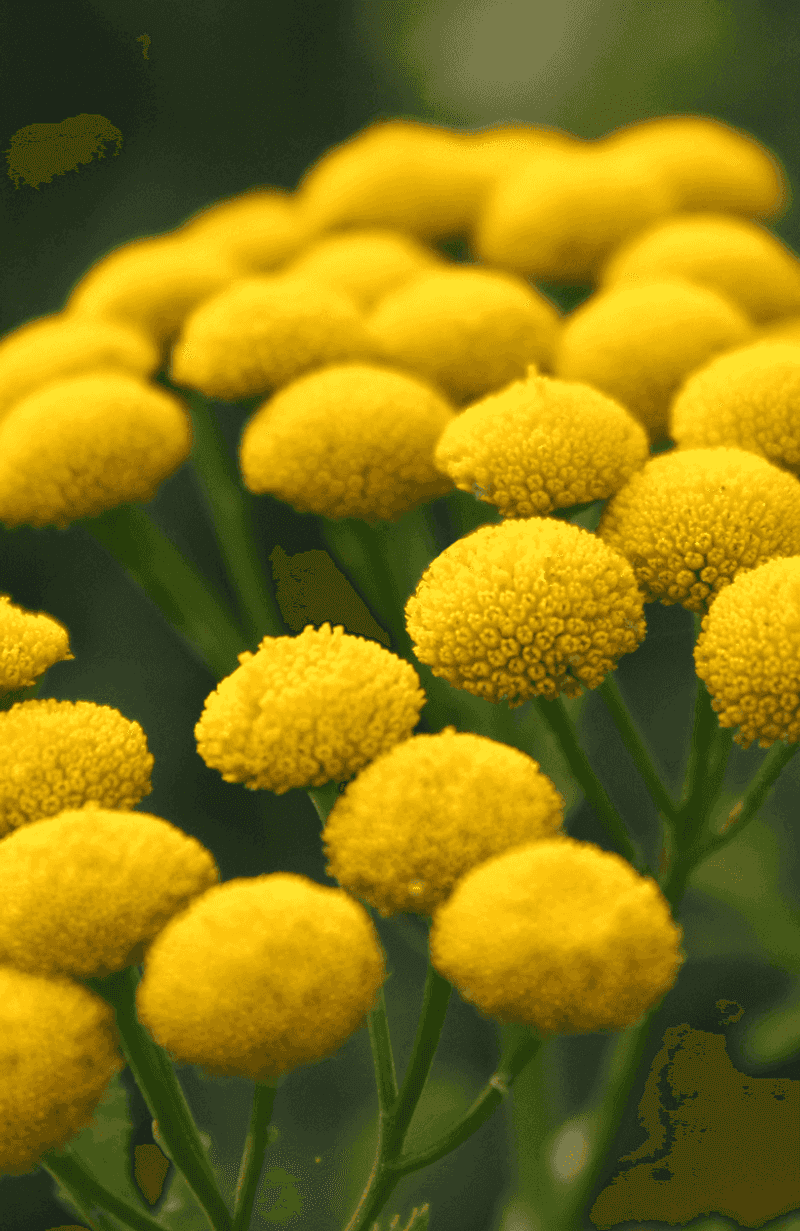 Cultivate Tansy