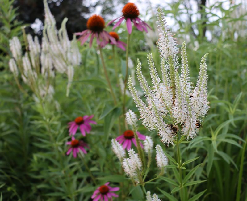 Culver's Root