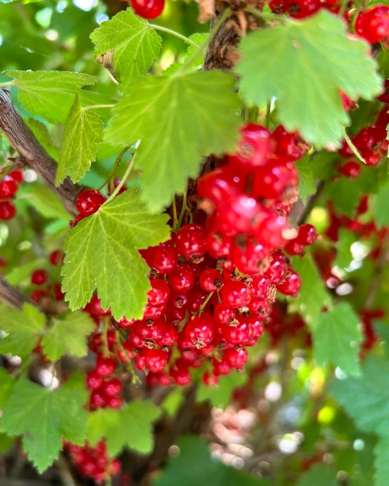 Currant Bush