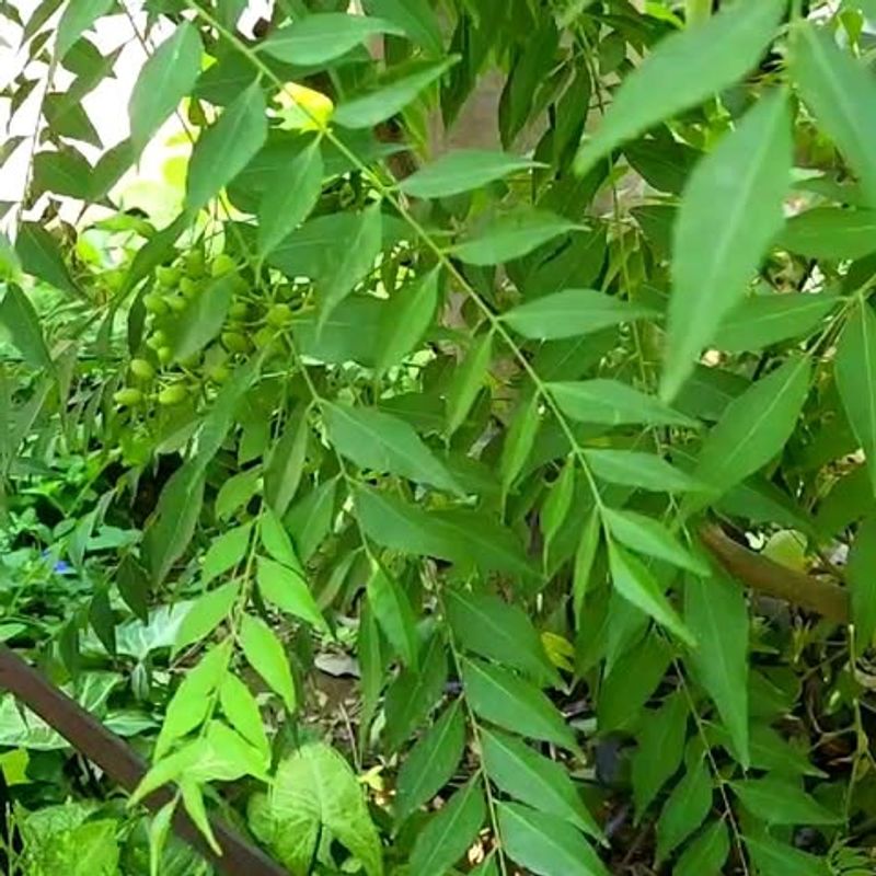 Curry Leaf