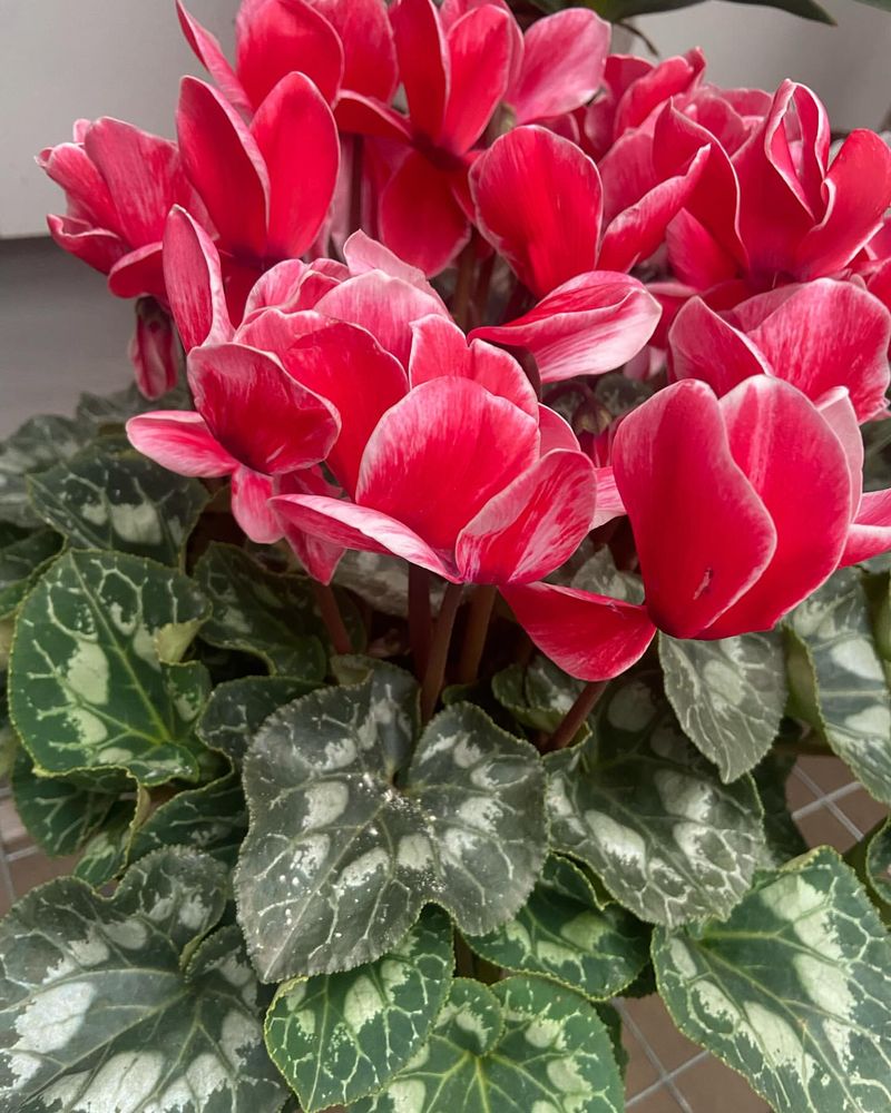 Cyclamen