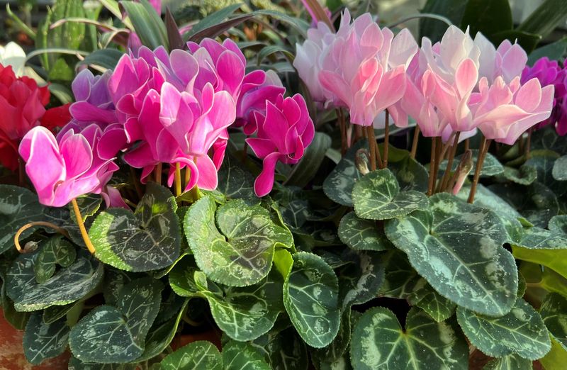 Cyclamen Coum