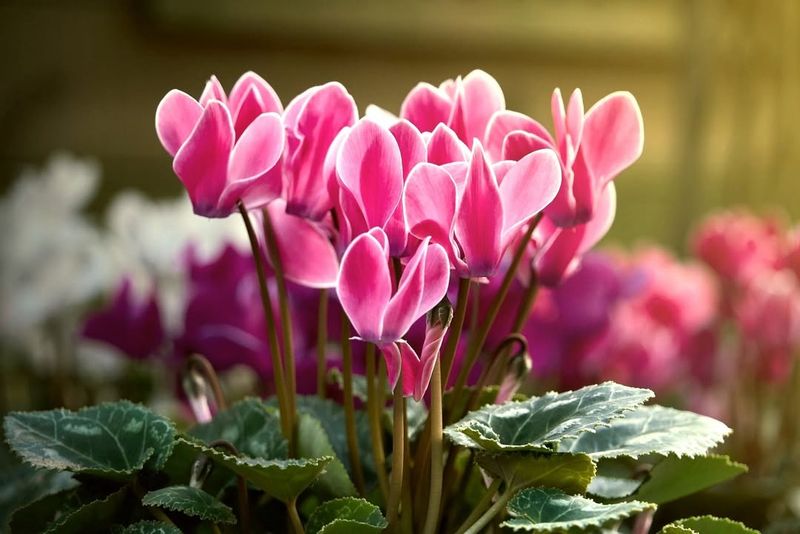 Cyclamen