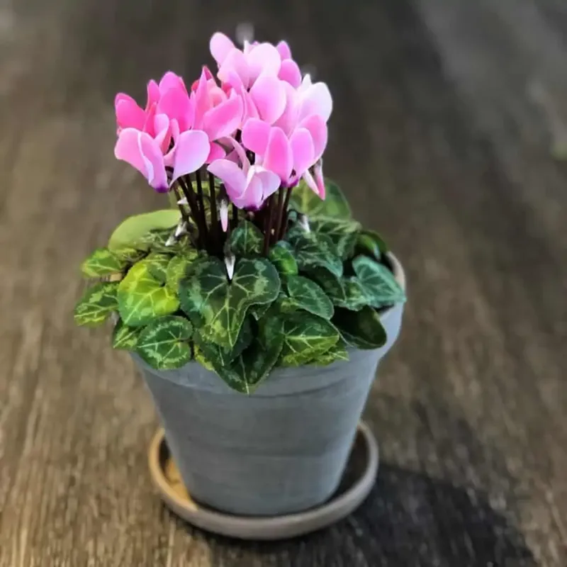 Cyclamen