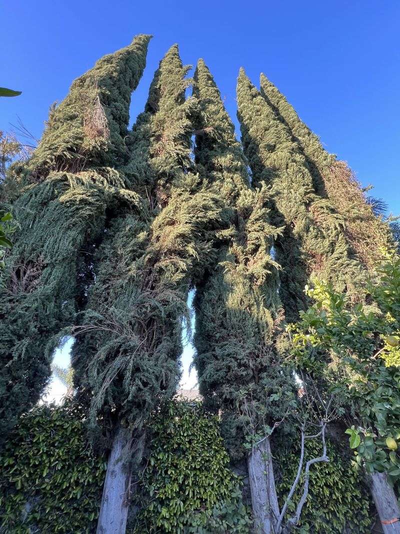 Cypress Tree