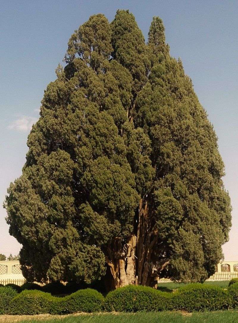 Cypress of Abarqu