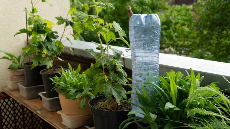 DIY Drip Irrigation