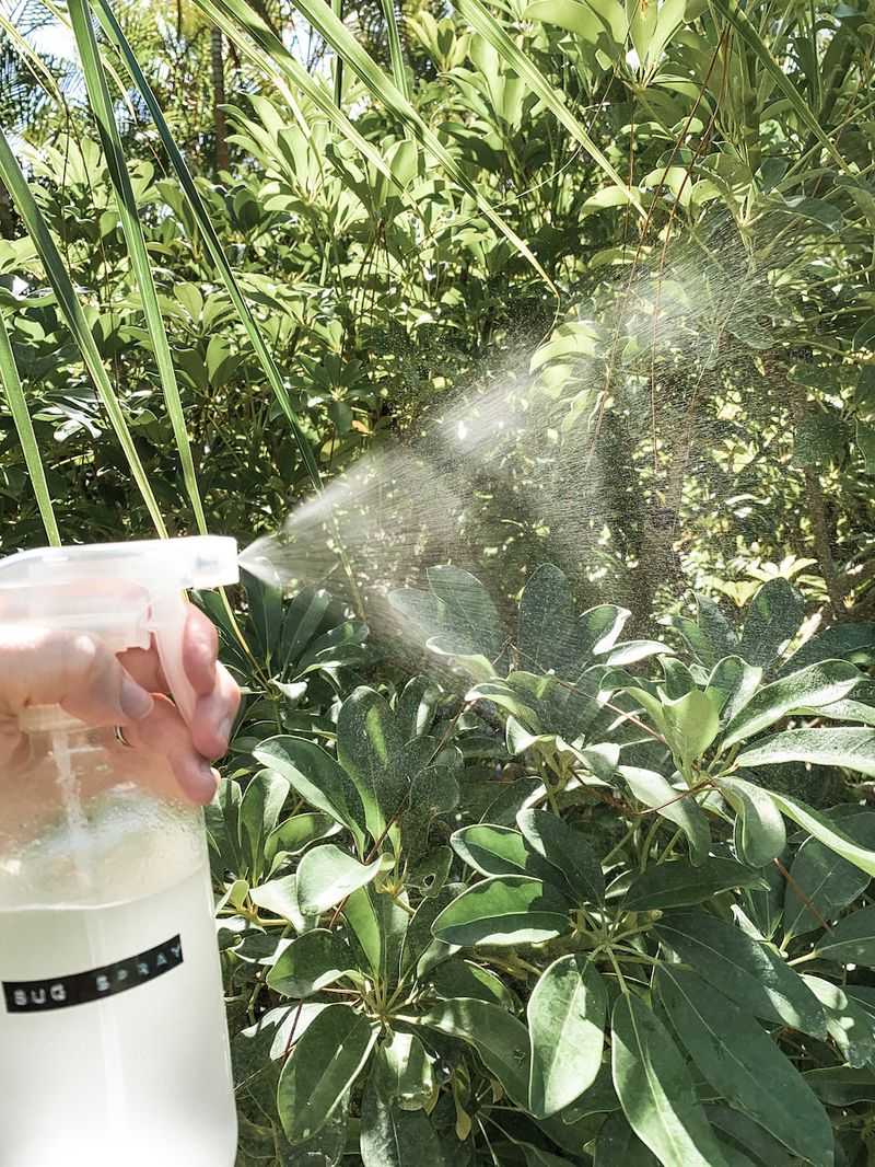 DIY Insect Spray