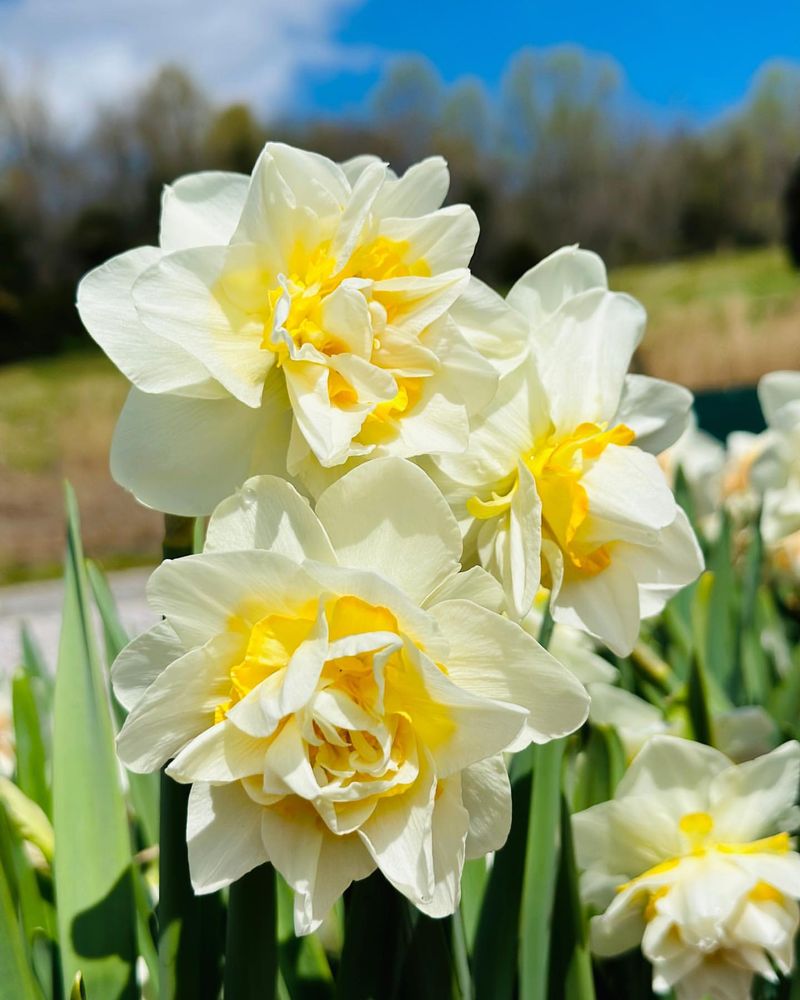 Daffodil