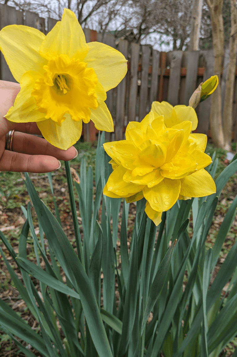 Daffodil