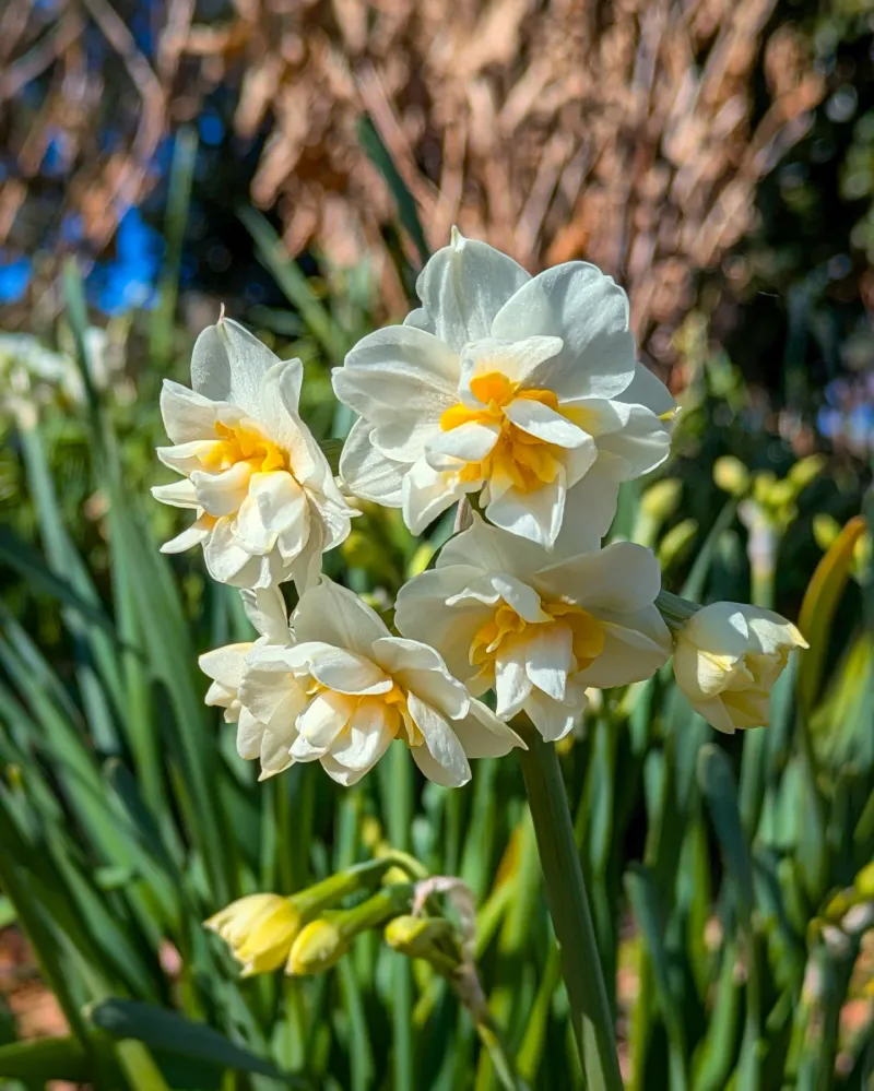 Daffodil