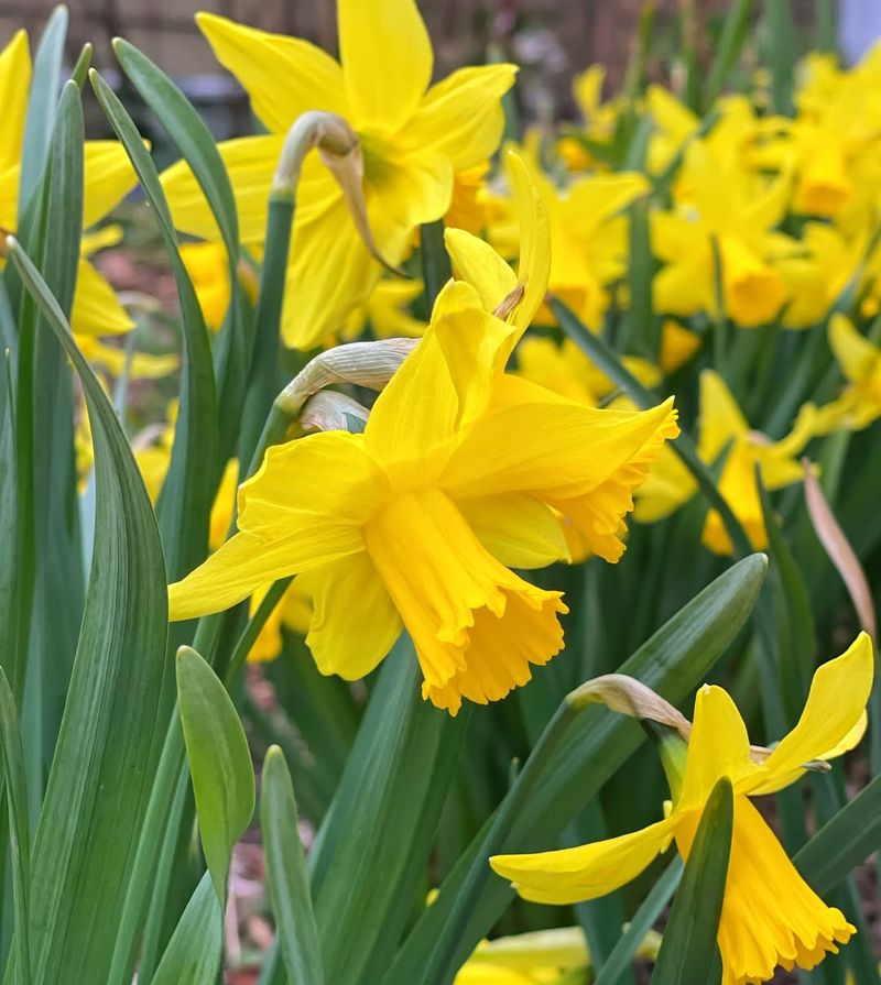 Daffodils