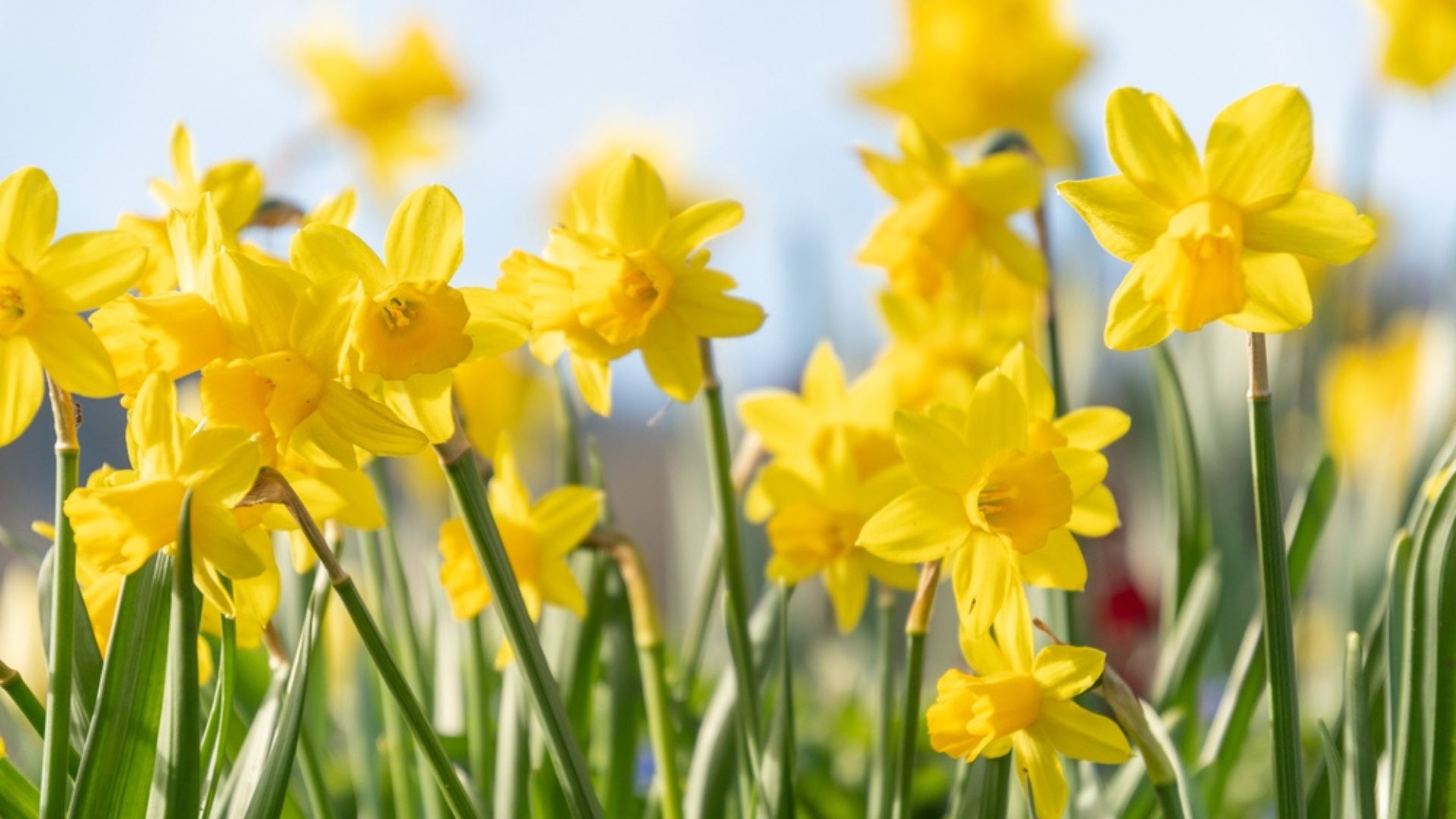 Daffodils And Other 29 Harmful Garden Plants You Should NEVER Grow