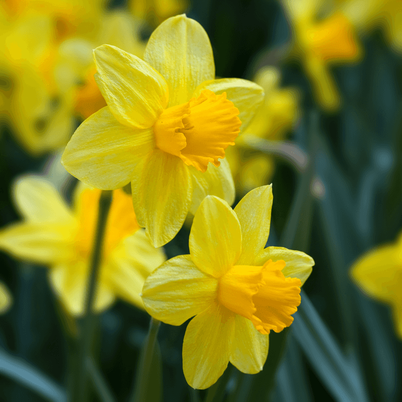 Daffodils