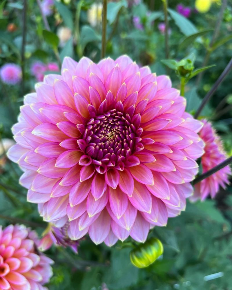 Dahlia