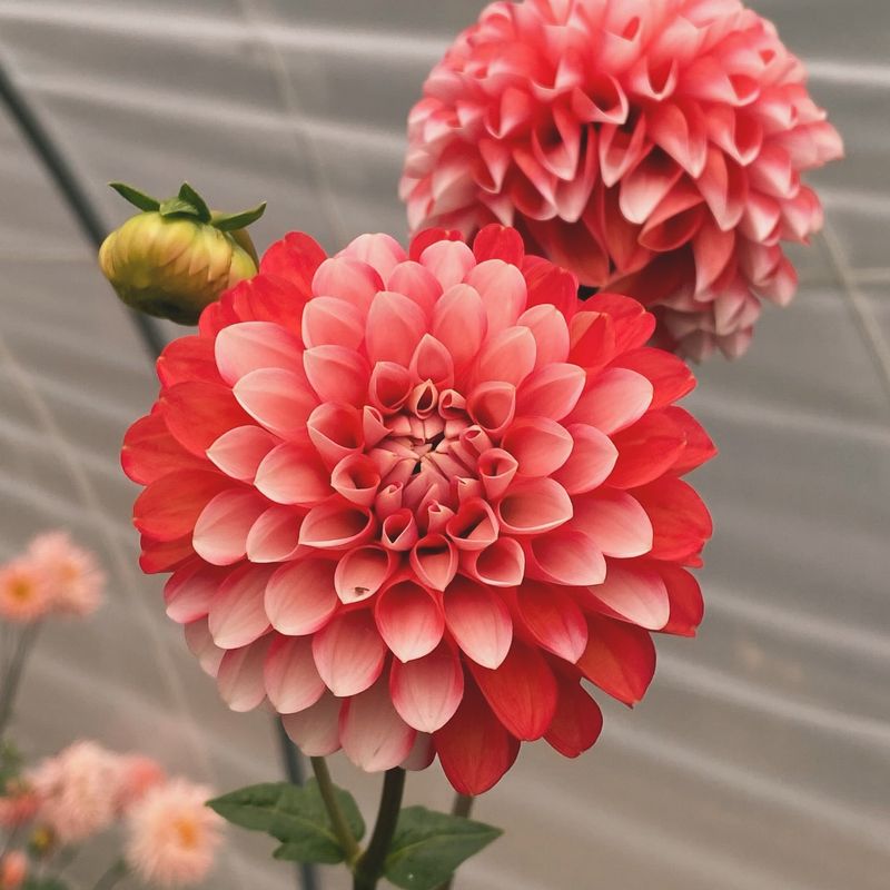 Dahlia