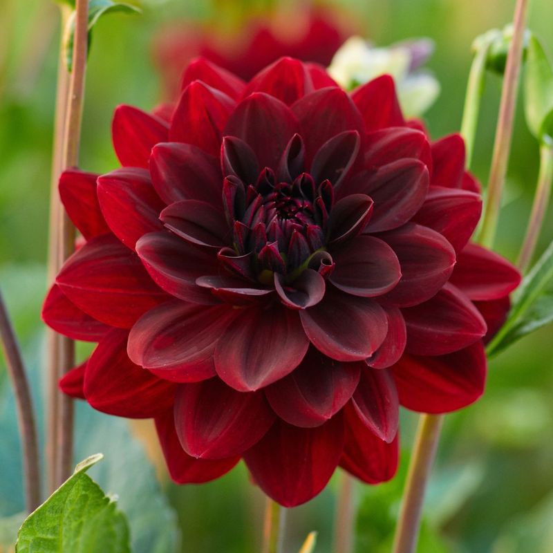 Dahlia