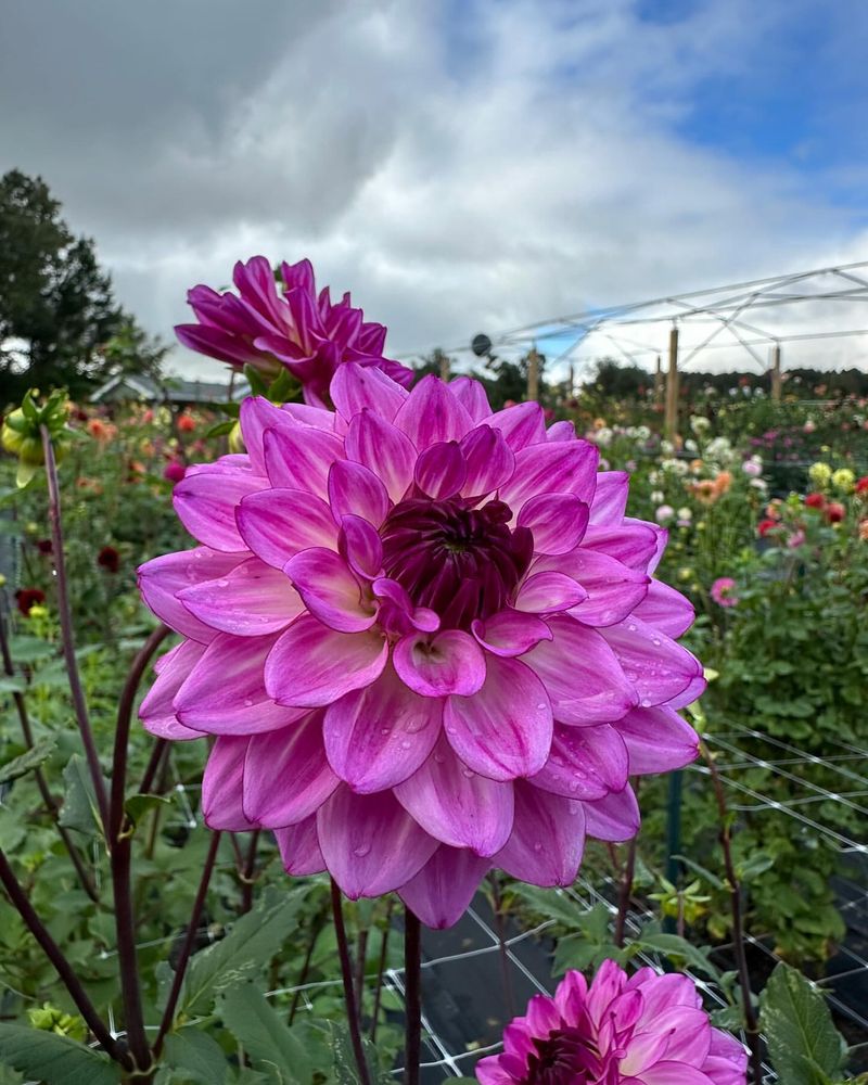 Dahlia