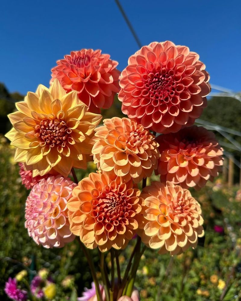 Dahlia