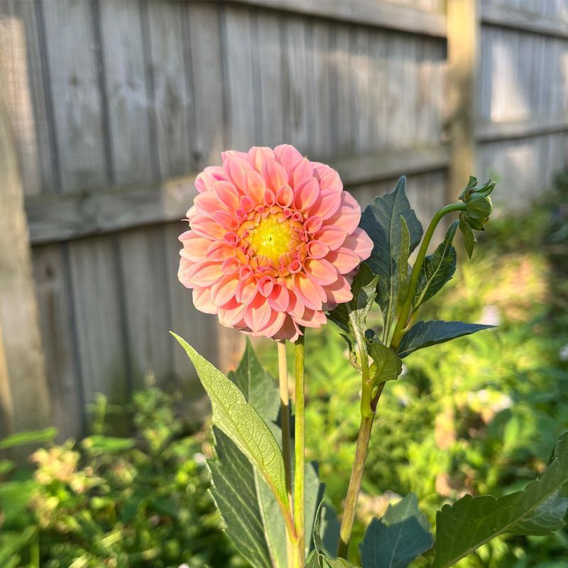 Dahlia