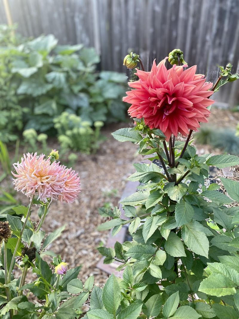 Dahlia