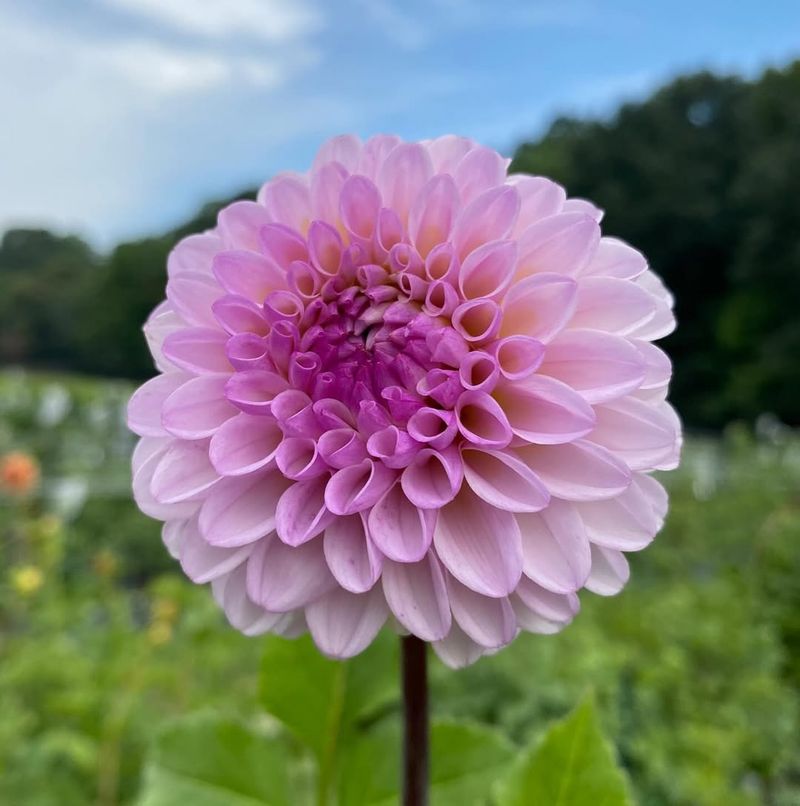 Dahlia