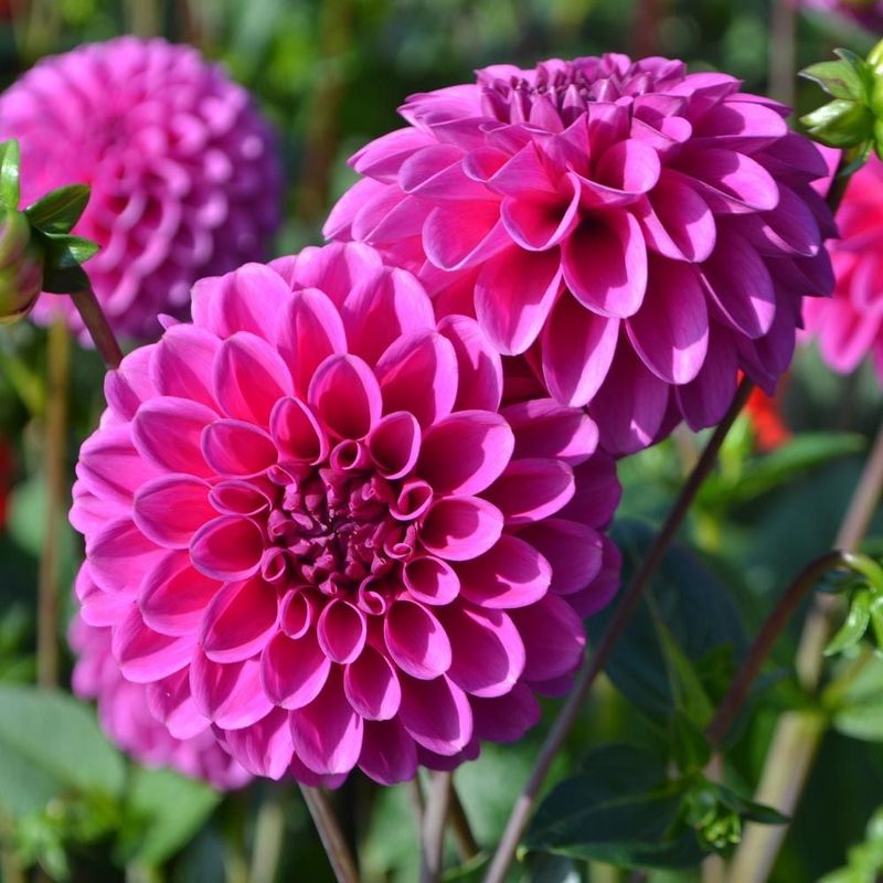 Dahlia