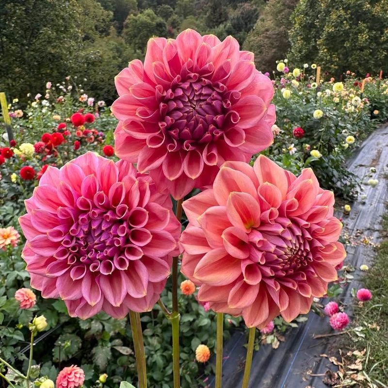 Dahlia