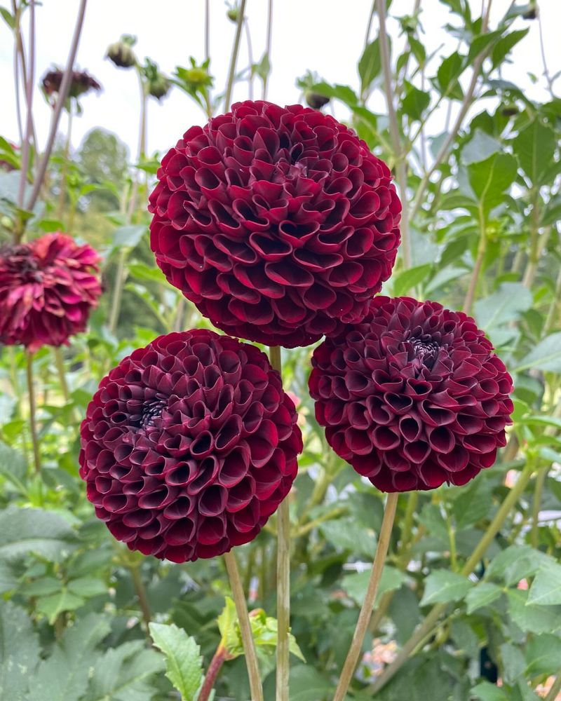 Dahlia