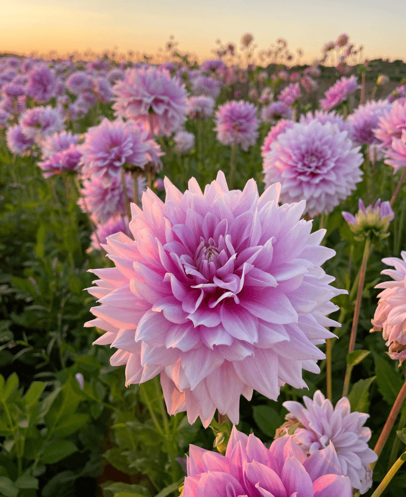 Dahlia