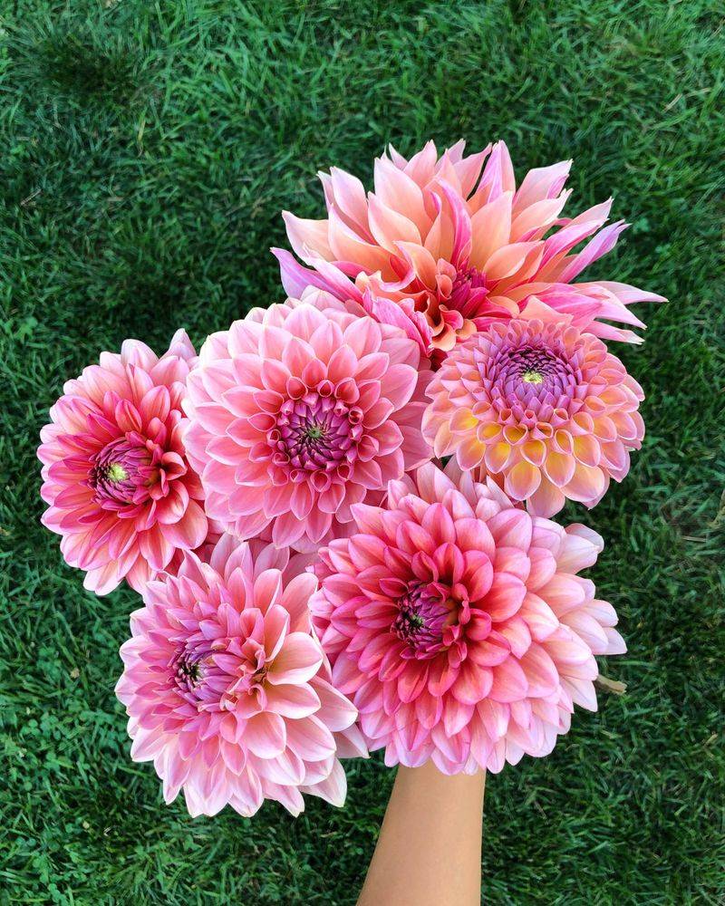 Dahlias