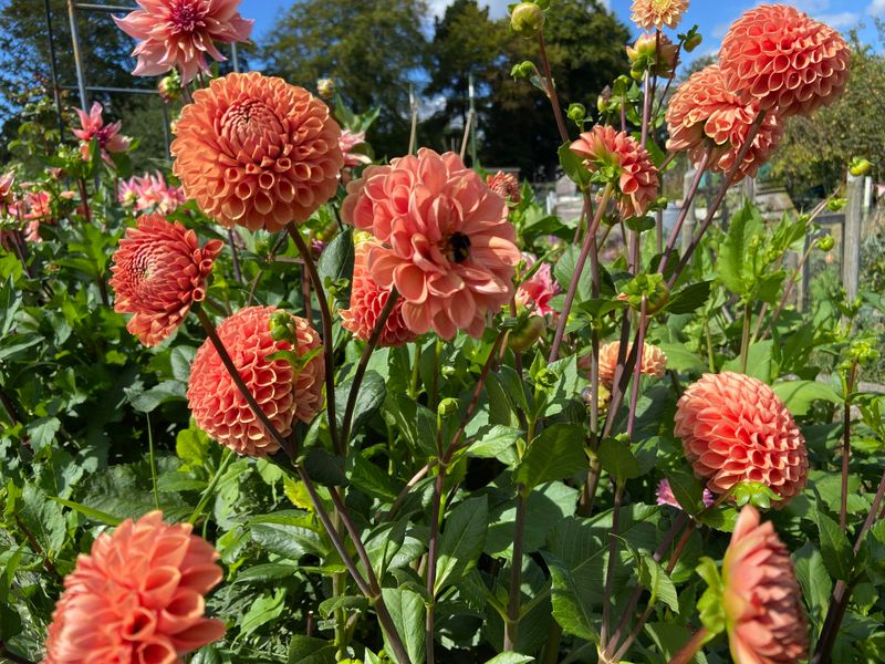 Dahlias