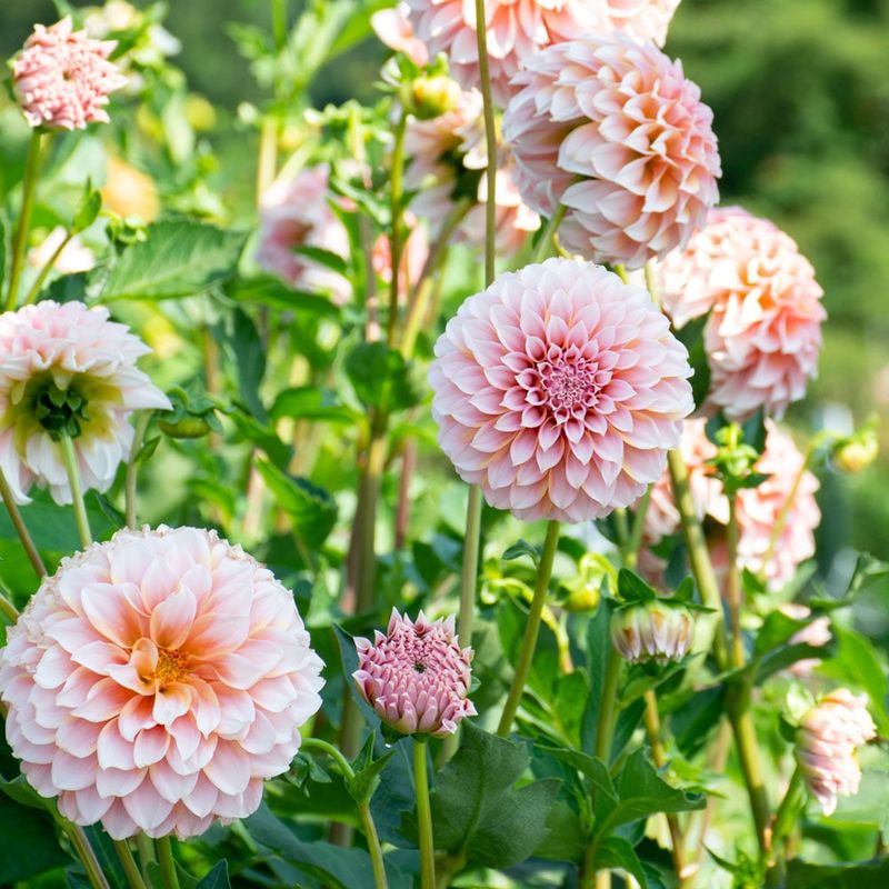 Dahlias