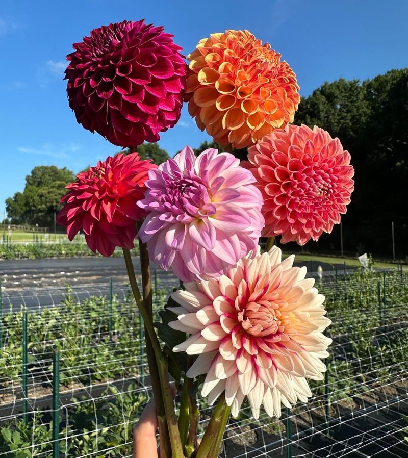 Dahlias