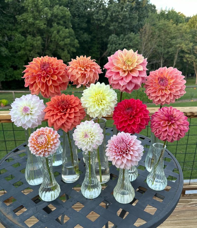 Dahlias