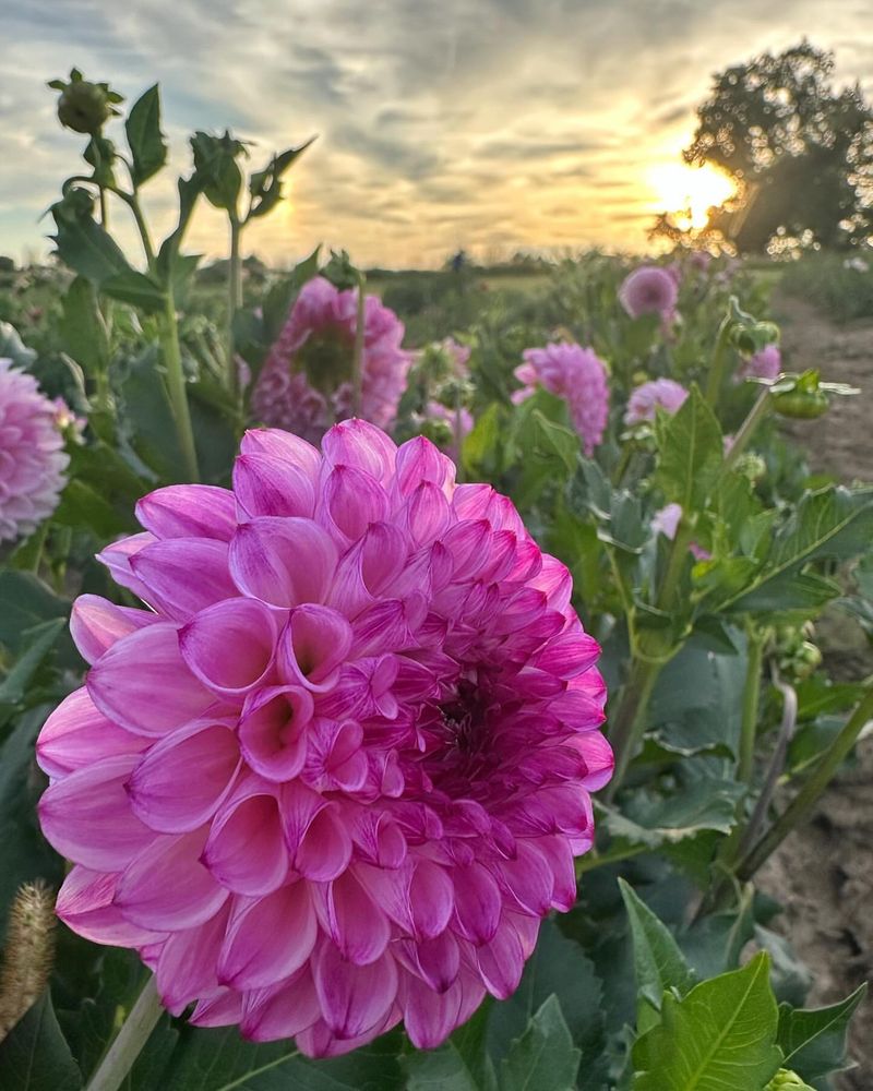 Dahlias