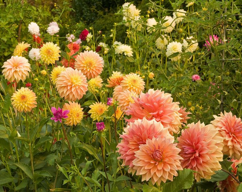 Dahlias