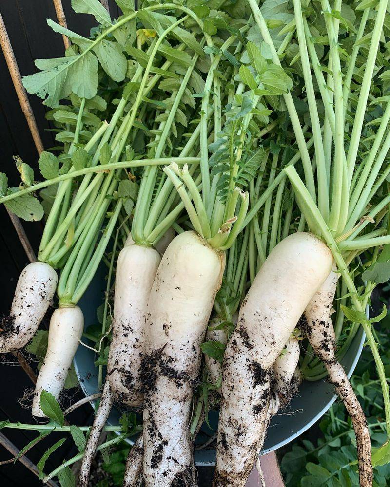 Daikon Radish