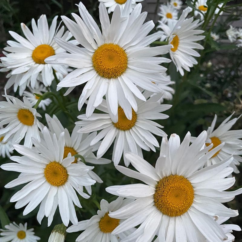 Daisies