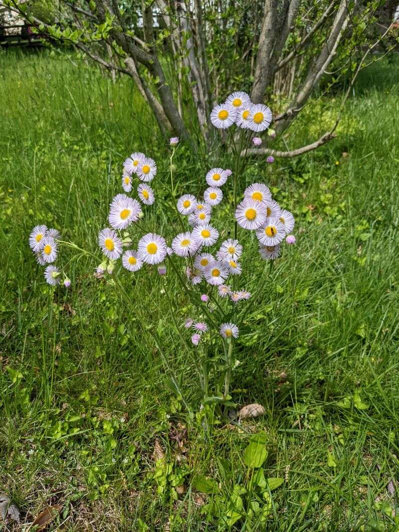 Daisy Fleabane