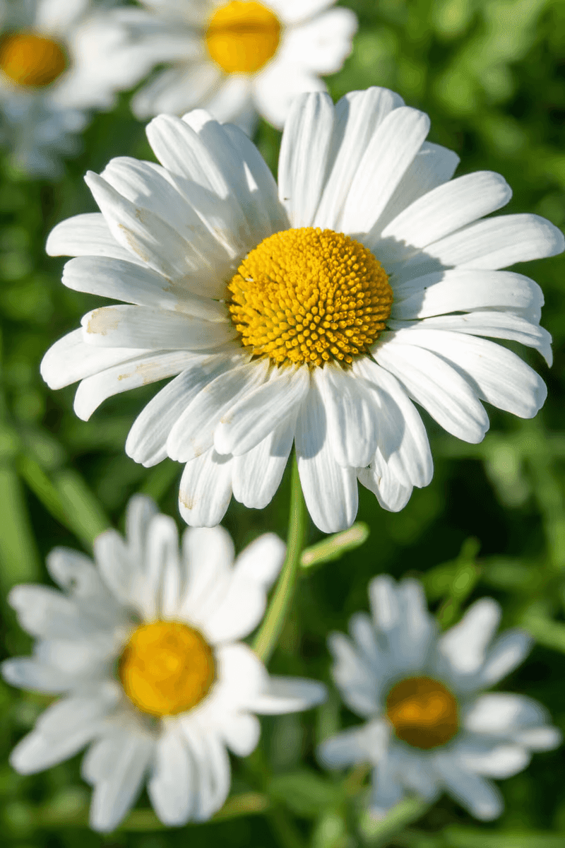 Daisy