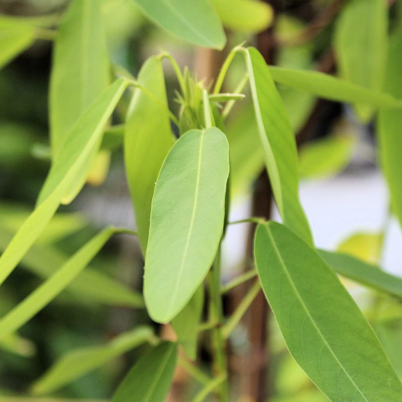 Dancing Plant