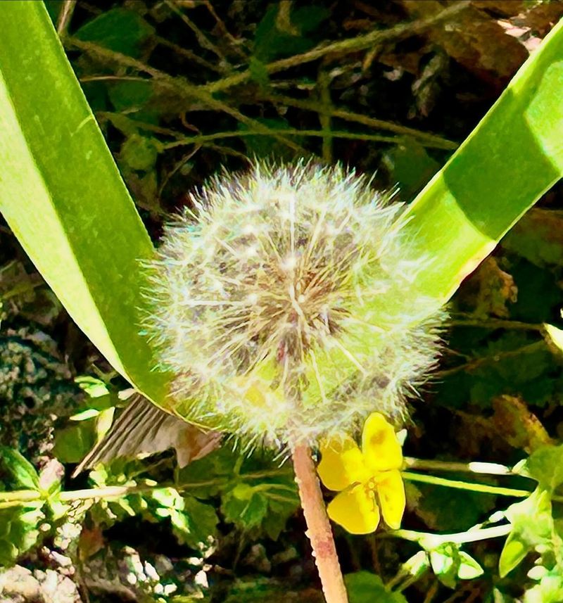 Dandelion