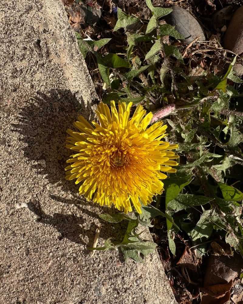 Dandelion